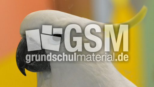 Gelbhaubenkakadu (1).jpg